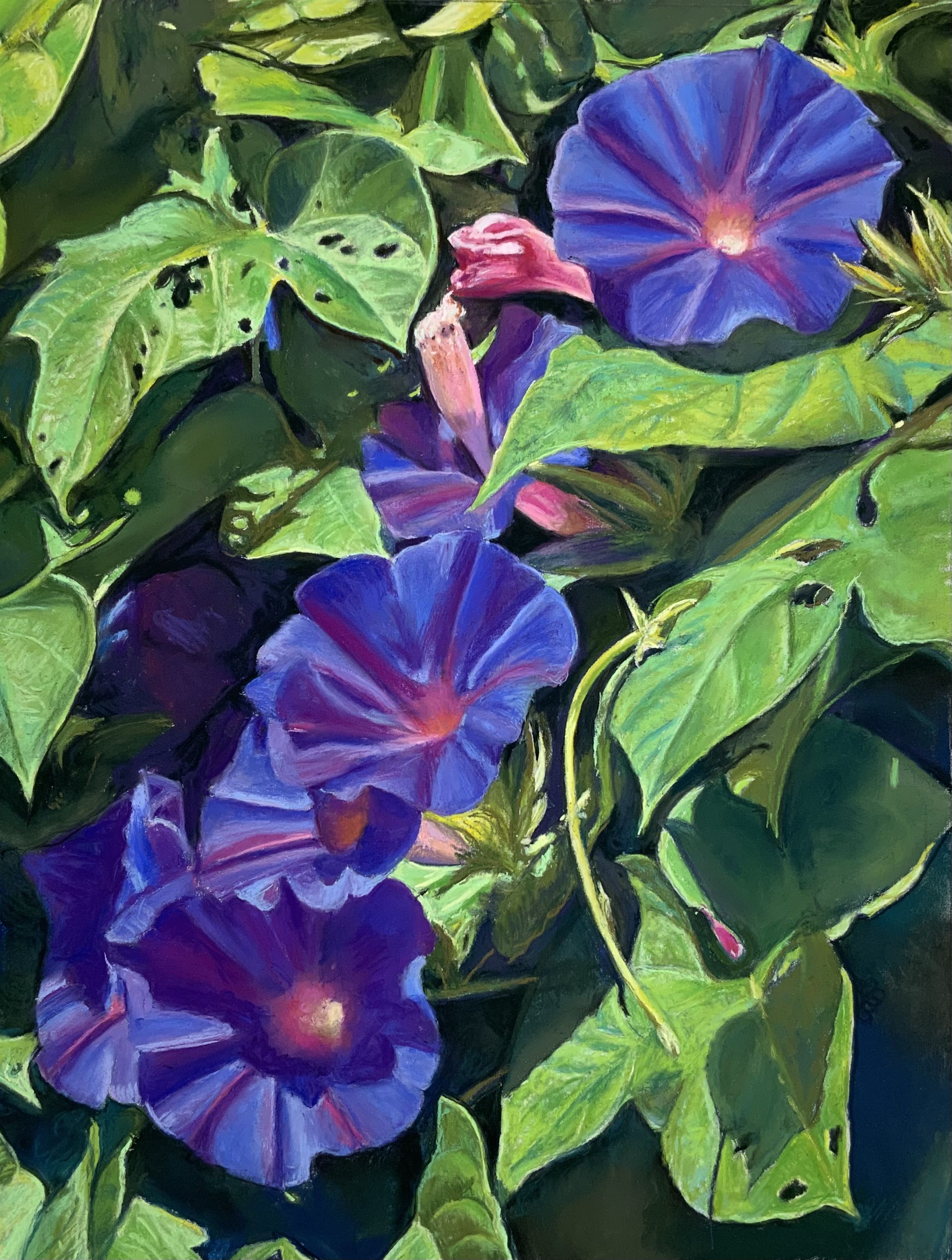 Morning Glories